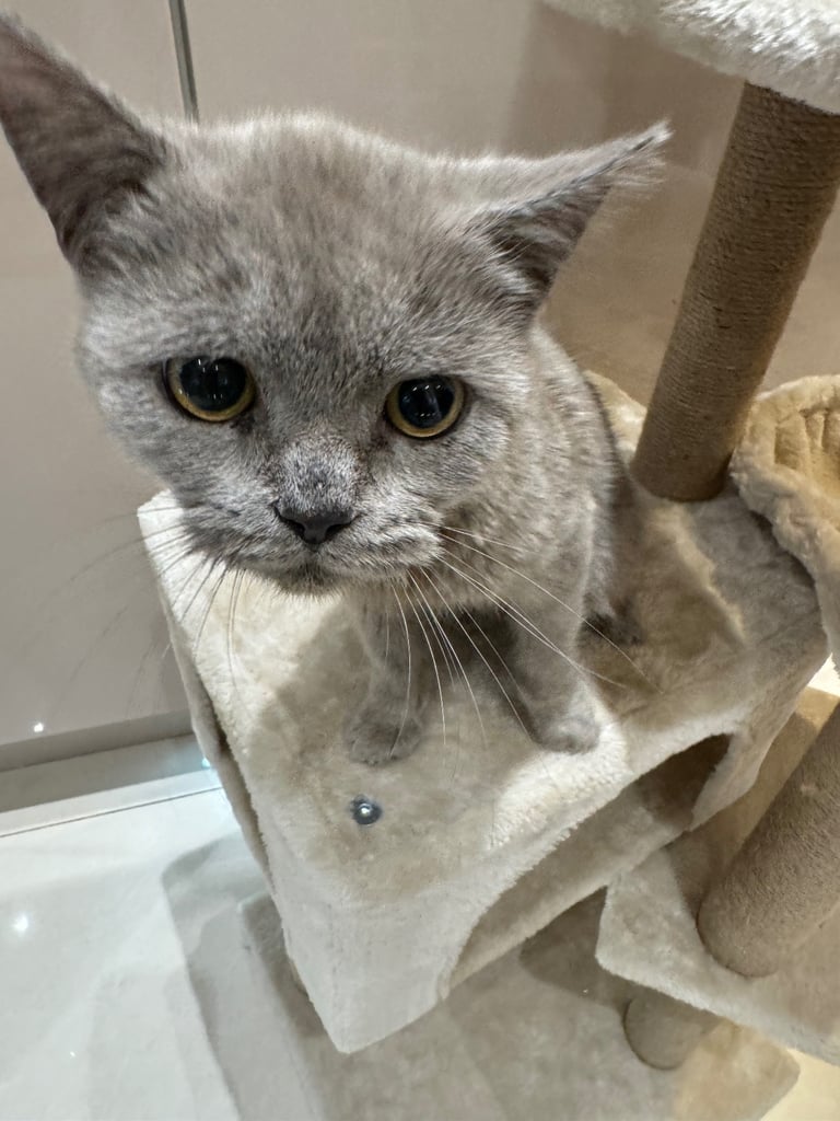 British short hair kittens 