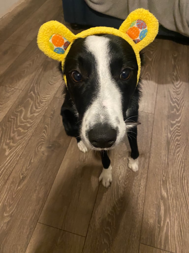 image for 11 month old border collie 