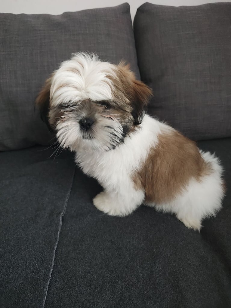 🐶Shih Tzu's Puppies🐶 1 girl 💚 left 