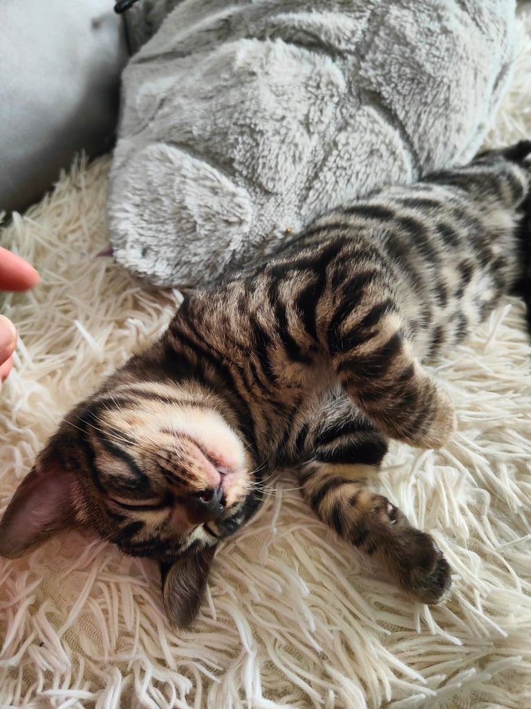 Charcoal/silver bengals