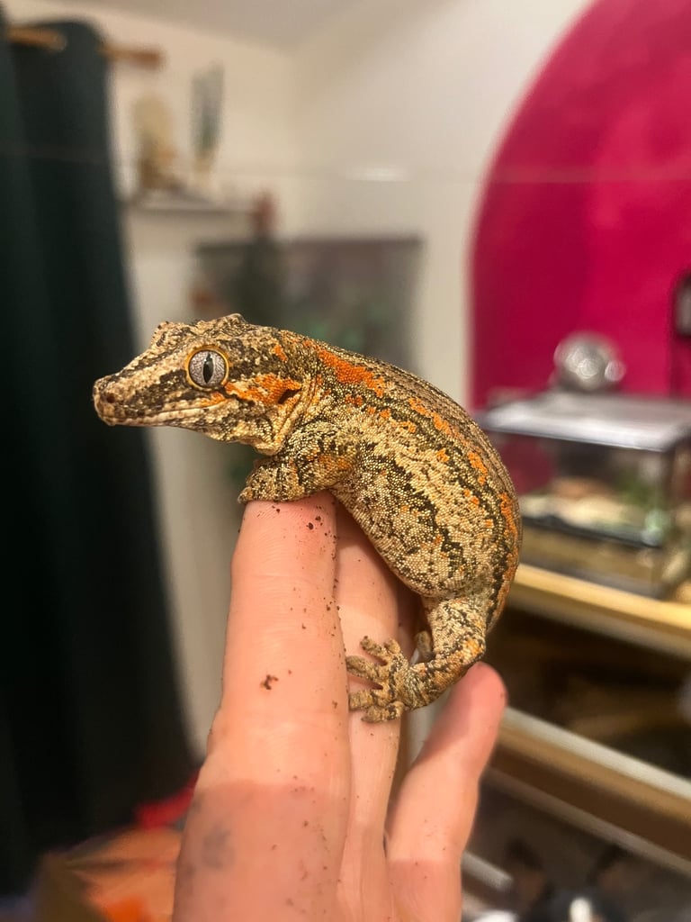 Reptile and invertebrate experience 