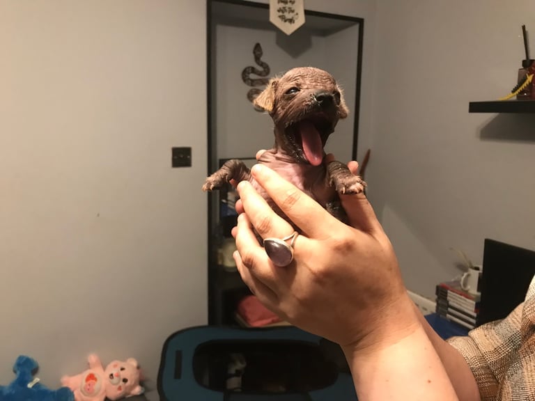 Rare Chi Chi Puppies