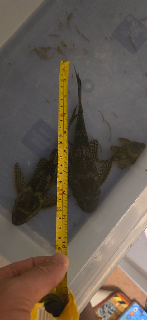 2x Plekos breeding couple. 