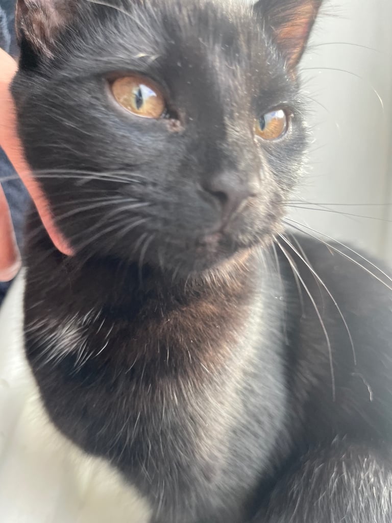 ***Lovely Cat*** £30