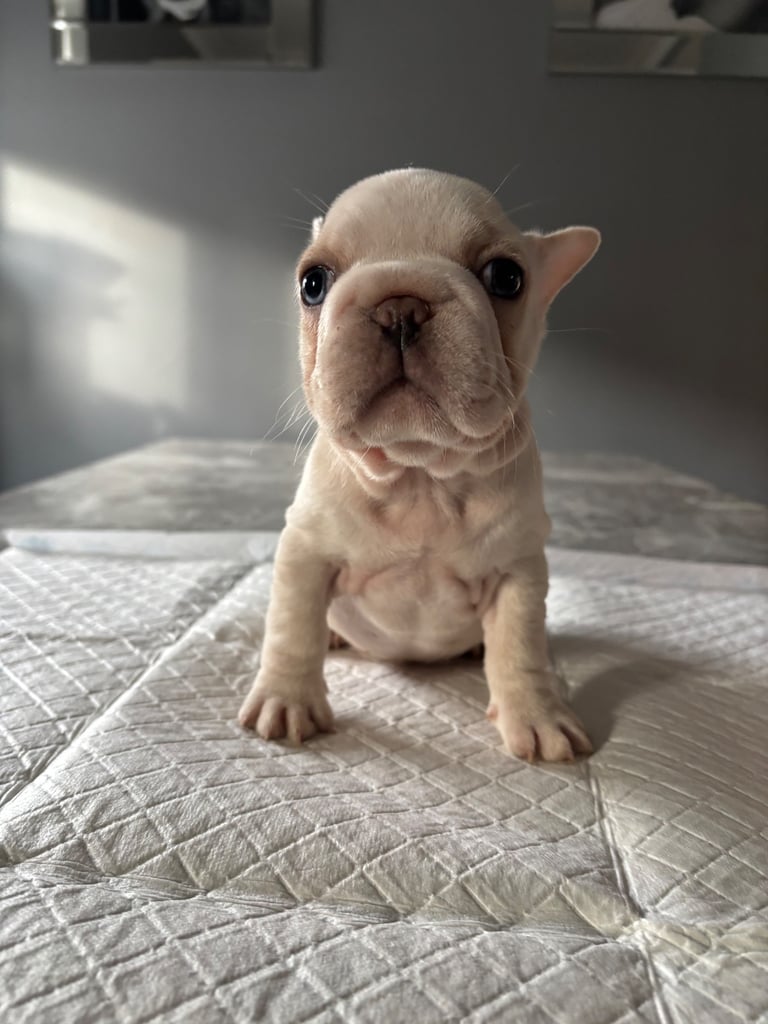 French bulldog 