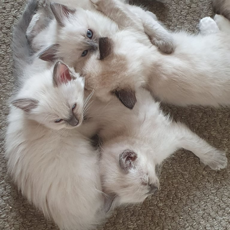 Absolutely beautiful ragdolls kittens 
