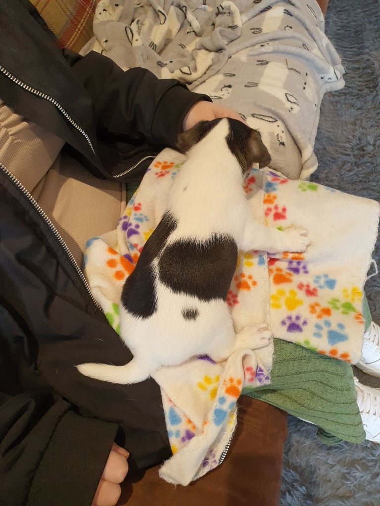 Jack Russell Puppies 