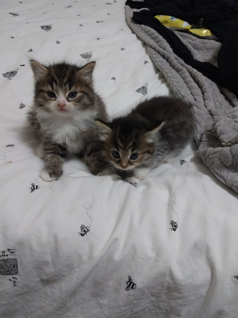kittens