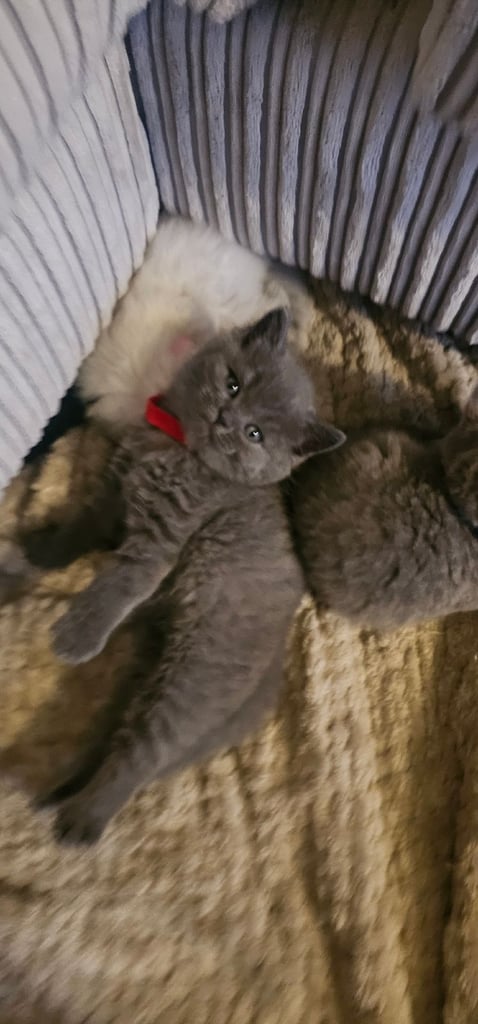 🐱 Gorgeous Persian × British Shorthair Kittens – Ready Soon 🐱