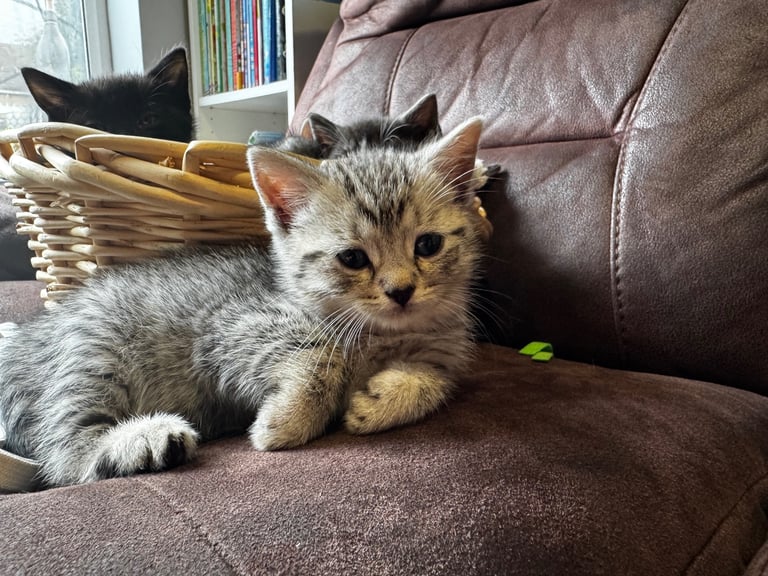 British short hair kittens 