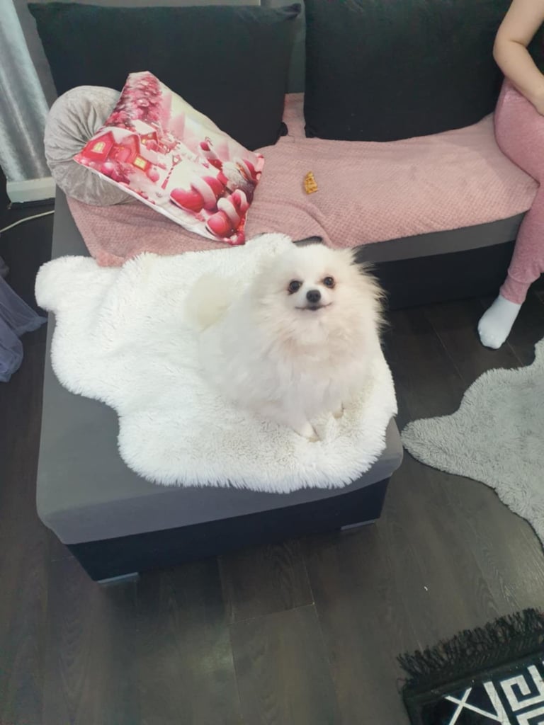 Beautiful pomeranian Teddy bear pomeranian puppies 
