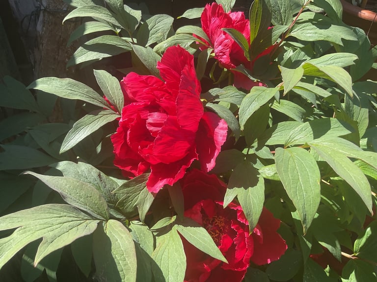 image for Large Red well established Tree Peony
