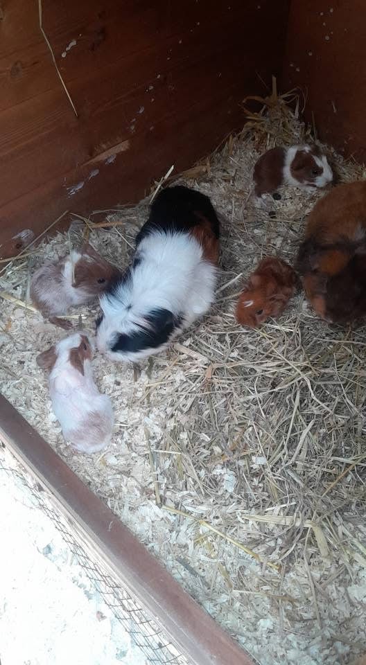 Guinea pigs for sale