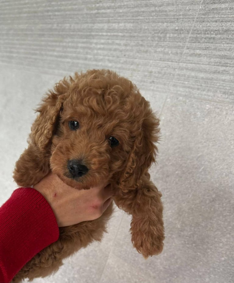 2 Gorgeous F2 Cockapoo puppies for sale 