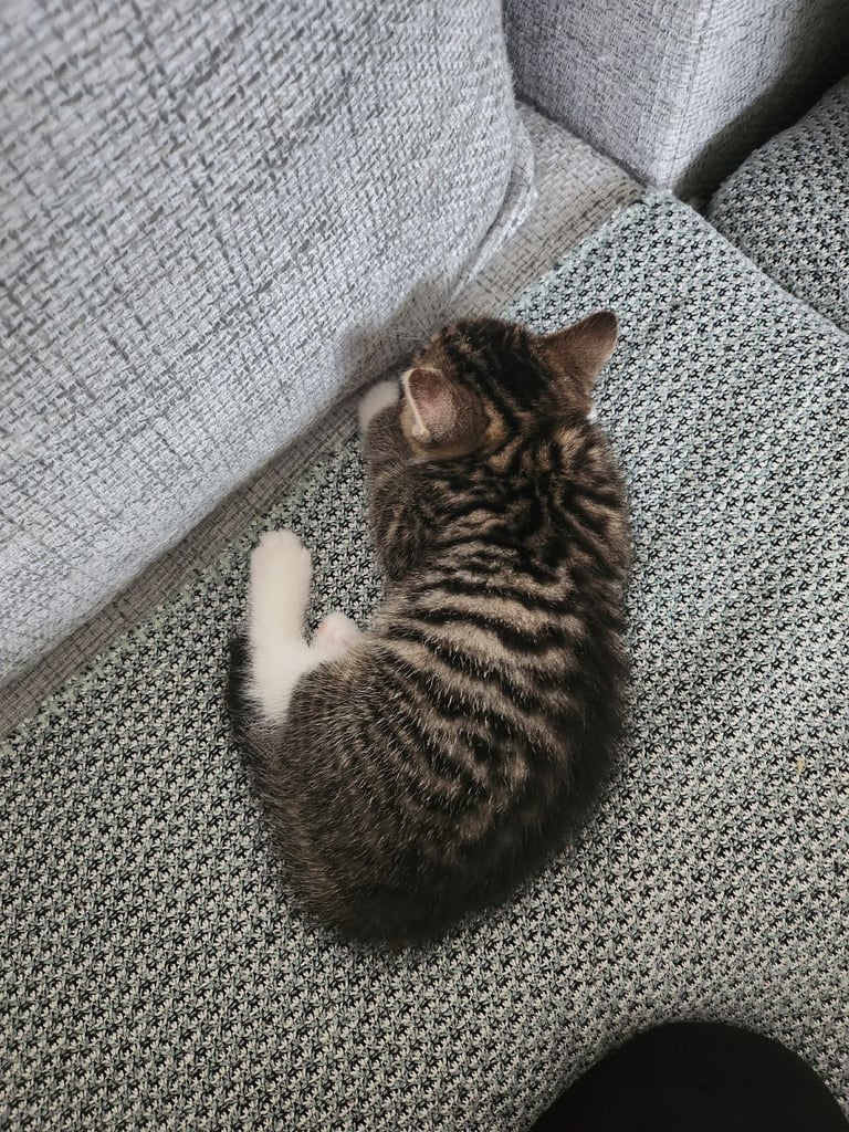 Kittens for sale