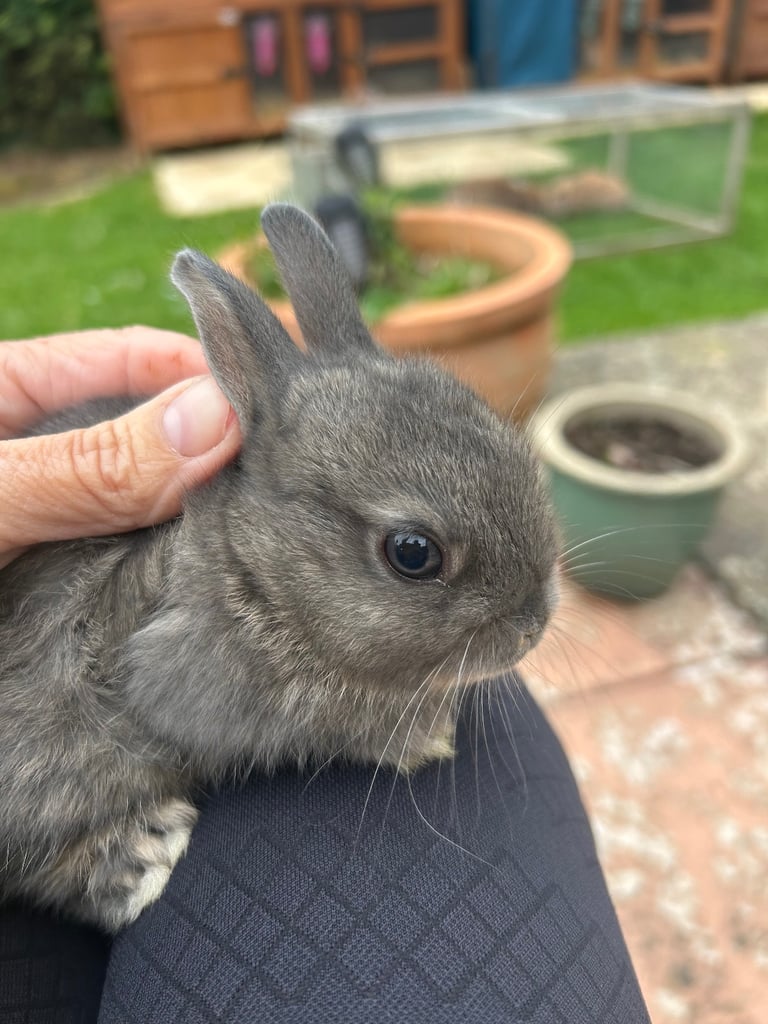 ONLY ONE LEFT! Beautiful Netherland dwarf baby bunnies 
