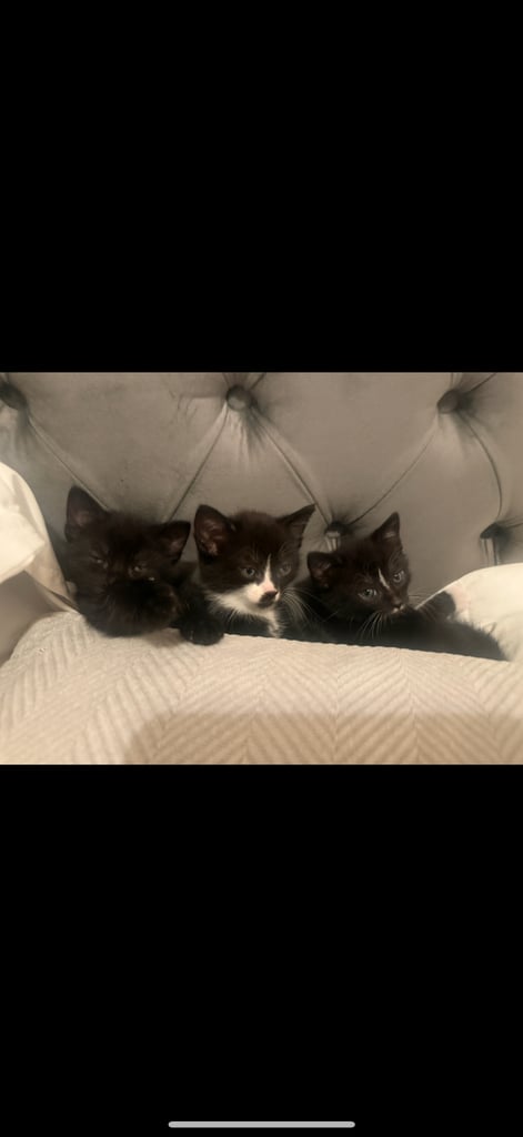 3 lovely kittens 