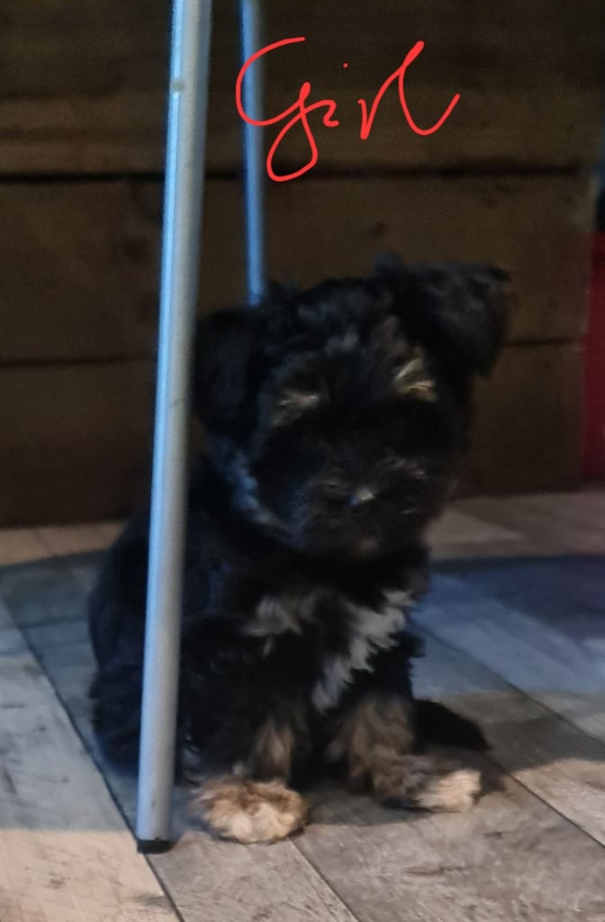 Schnauzer mini + YorkshireTerrier Biewar puppys