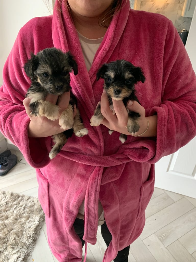 Toy maltipoo puppies (mini poodle)