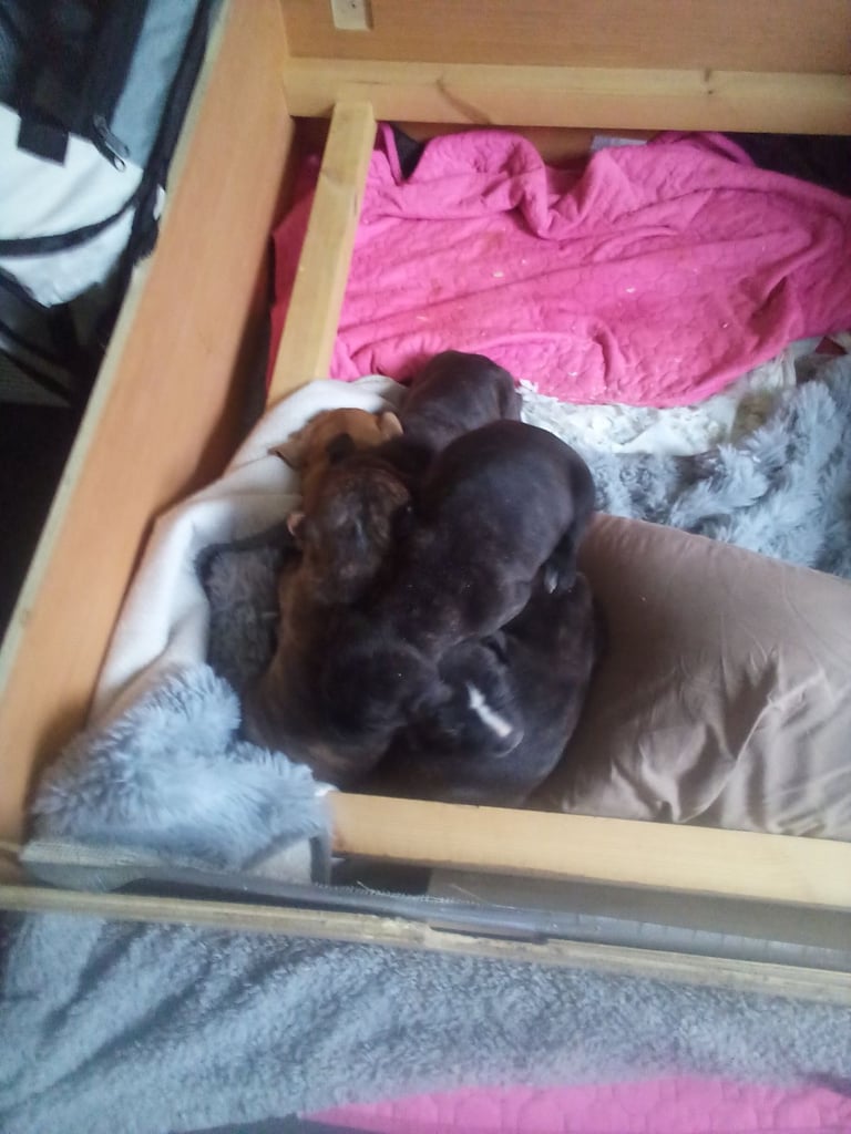 Puppies for sale