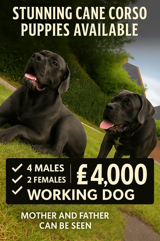 image for Cane corso  pups