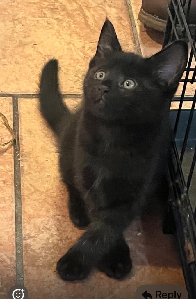 Maincoon x domestic  kitten