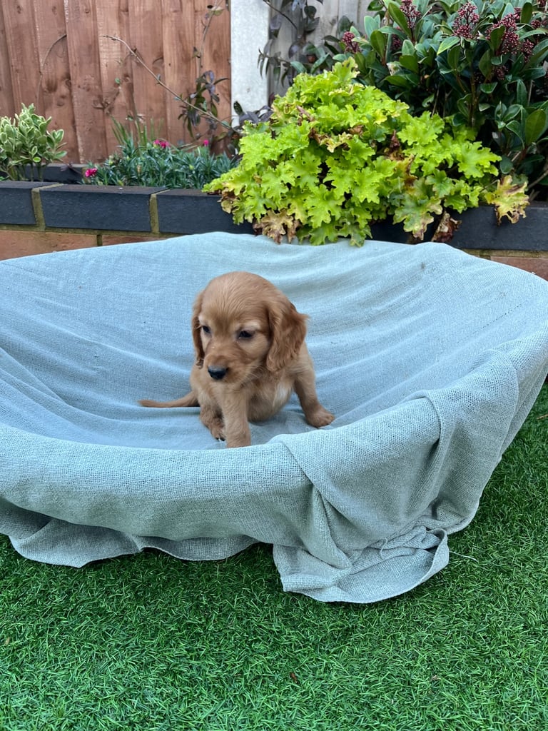 Six beautiful Cocker spaniel puppies