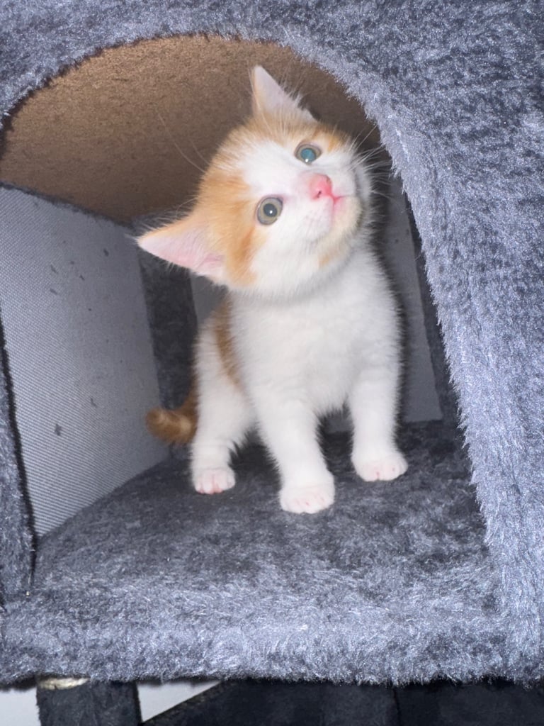 Kitten ready now 