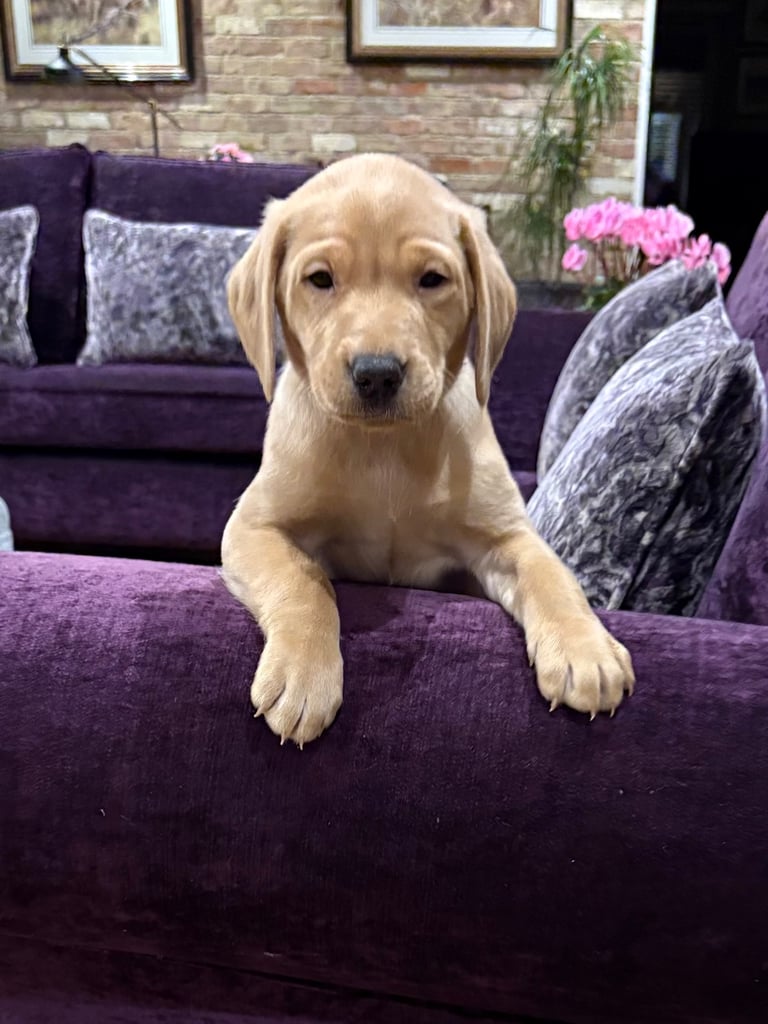 Beautiful Labrador Puppies 