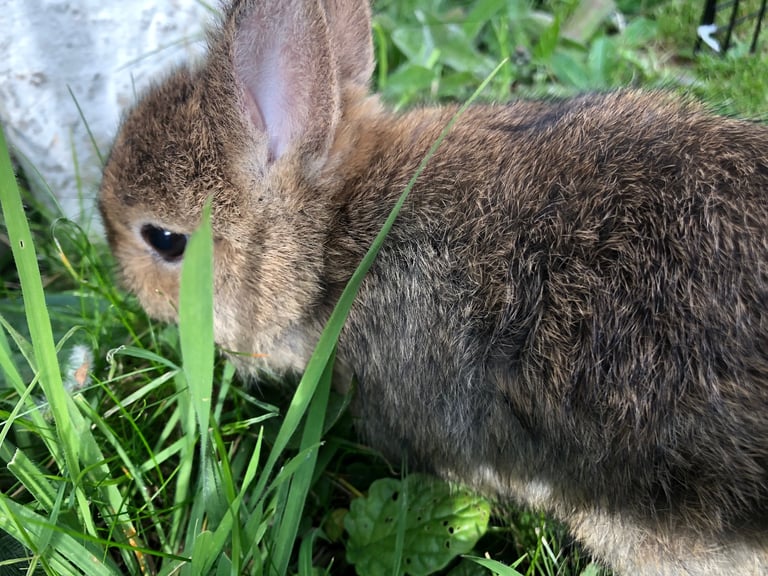 1 netherland dwarf rabbits
