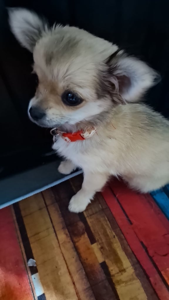 Chihuahua 