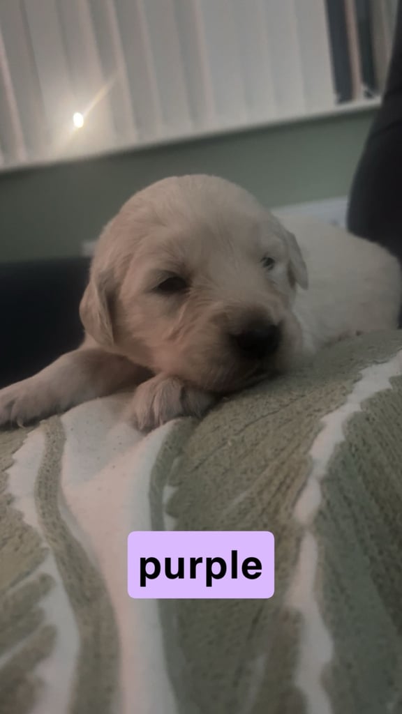 11 golden lab x white retriever puppies for sale