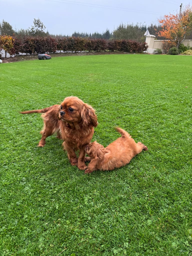 Cavapoo pups for sale 