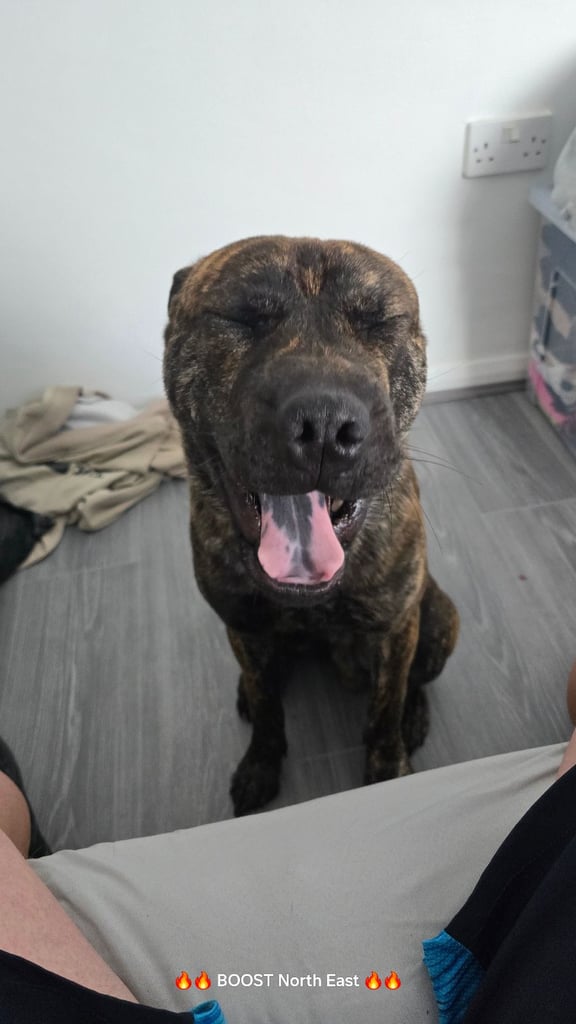 8 month old staffy x shar pei 