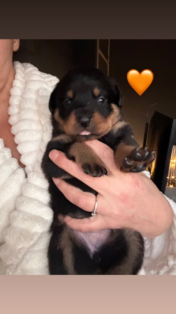 Beautiful Rottweiler pups