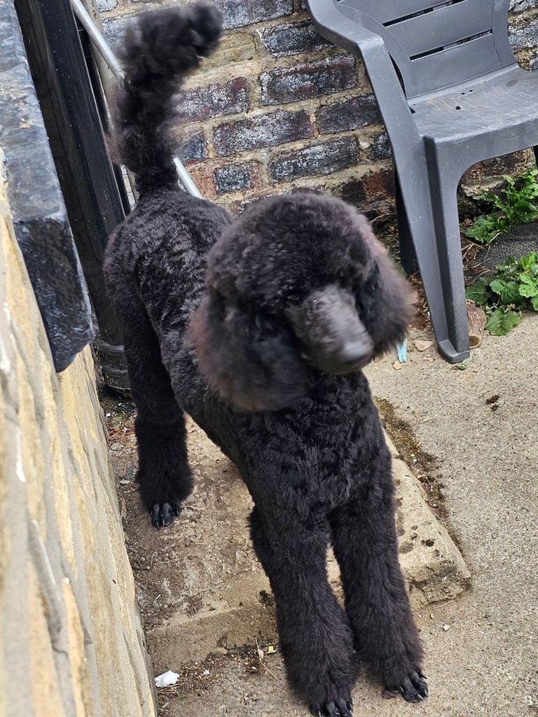 Standard poodle 6 months old female