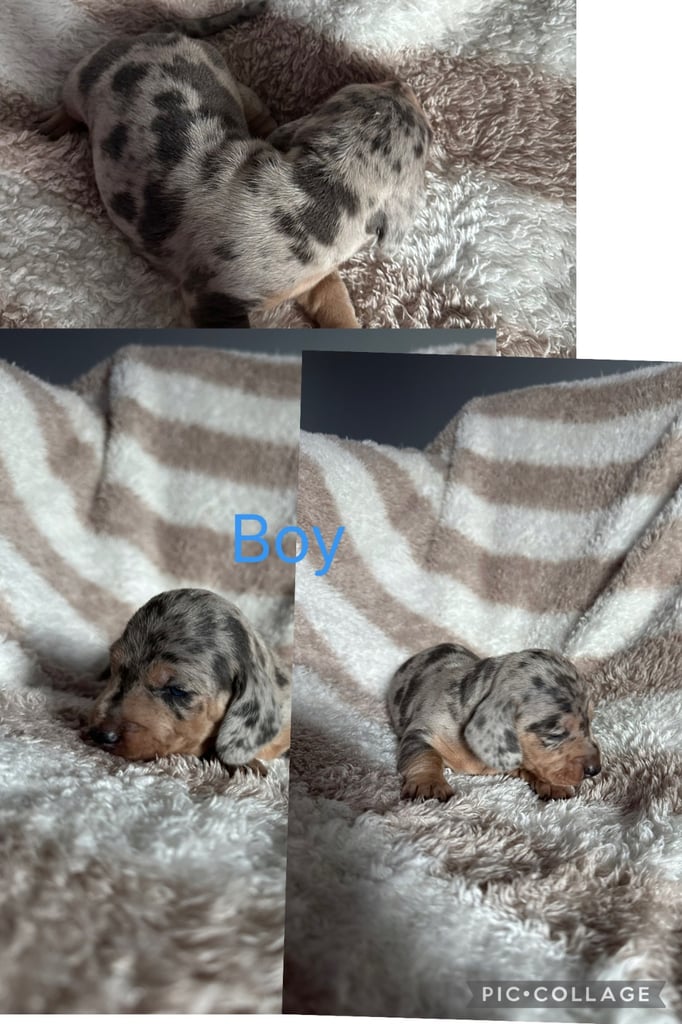 image for Dachshund