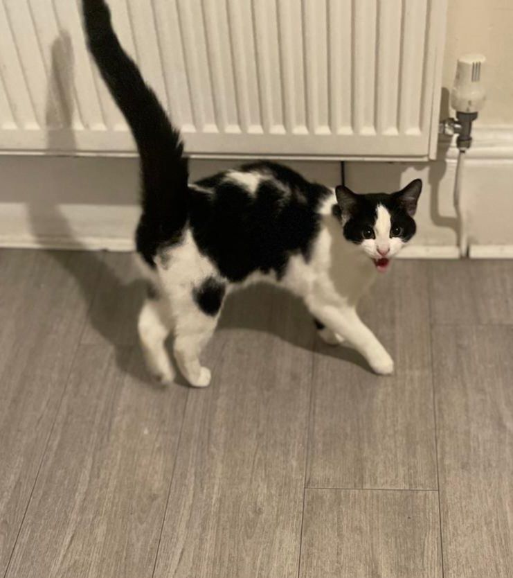 Orea needs a forever home 🏡 