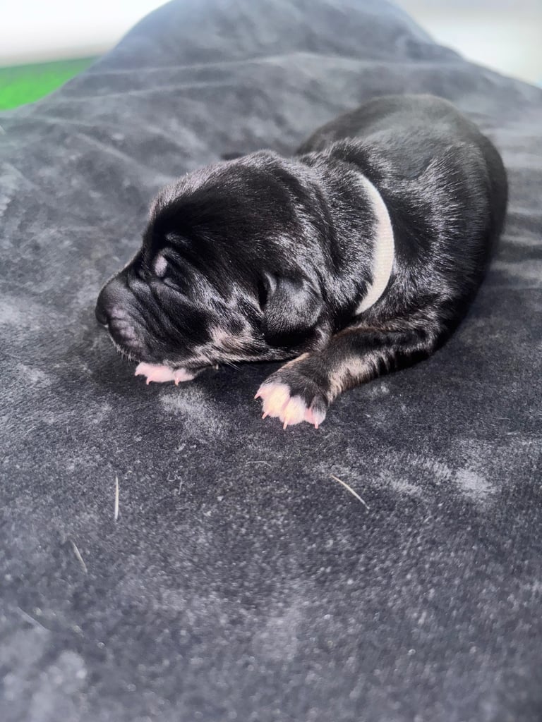 Saluki Bull Greyhound Puppies