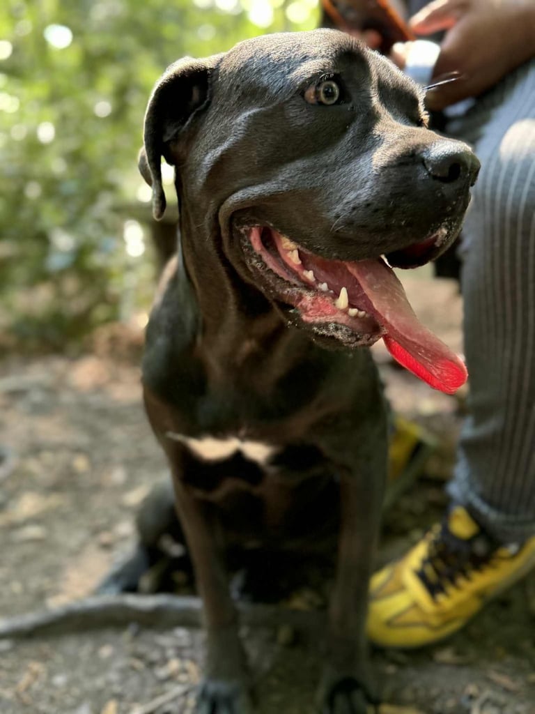 Healthy 1-Year-Old Female Cane Corso- Looking for a loving Home