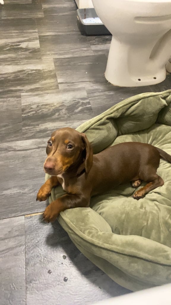 Miniature dash hound 