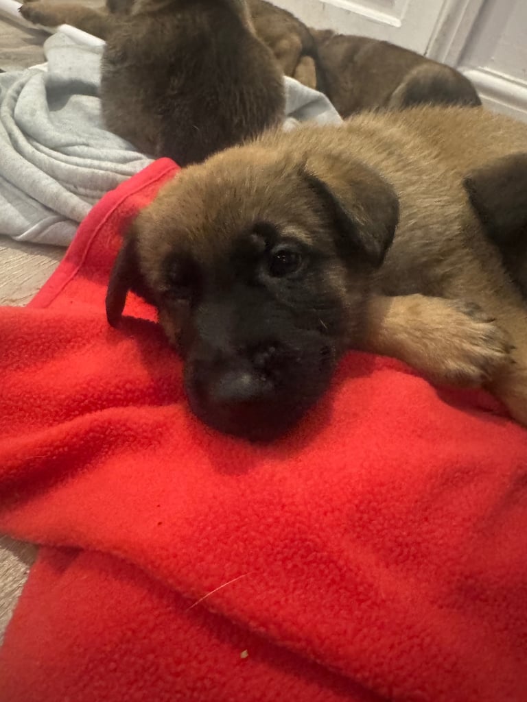 8 beautiful Malisheps