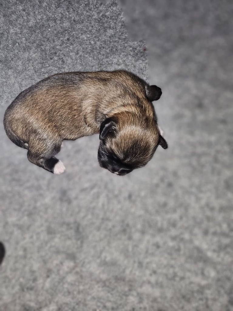 Lhasa apso pups 