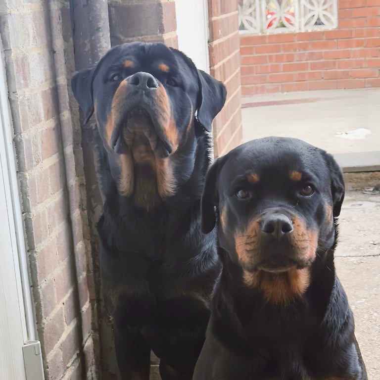 Full Rottweilers Puppies available