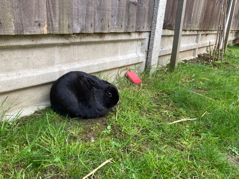 Rabbits - Norwegian Dwarf - With hutch