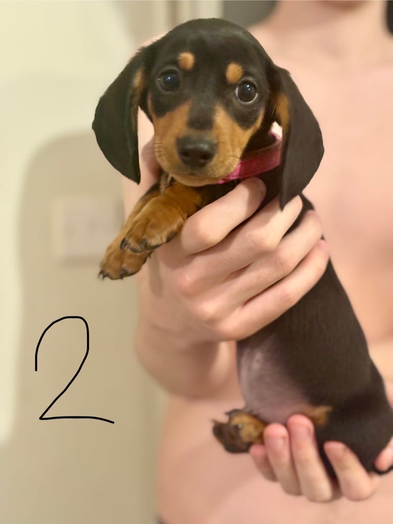 Miniature dauchund pupsREADY NOW