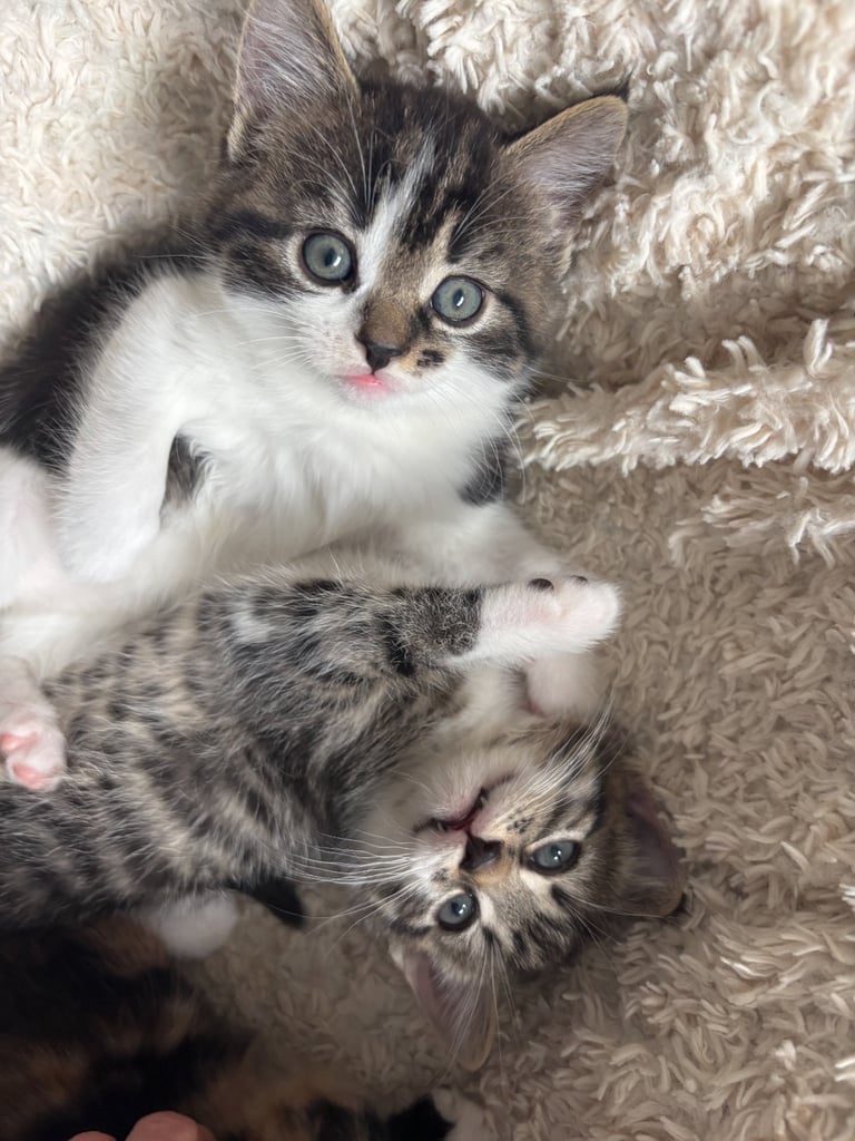 ✨Siberian Cross Kittens – 2 Boys – Hypoallergenic  £350. Ask about delivery