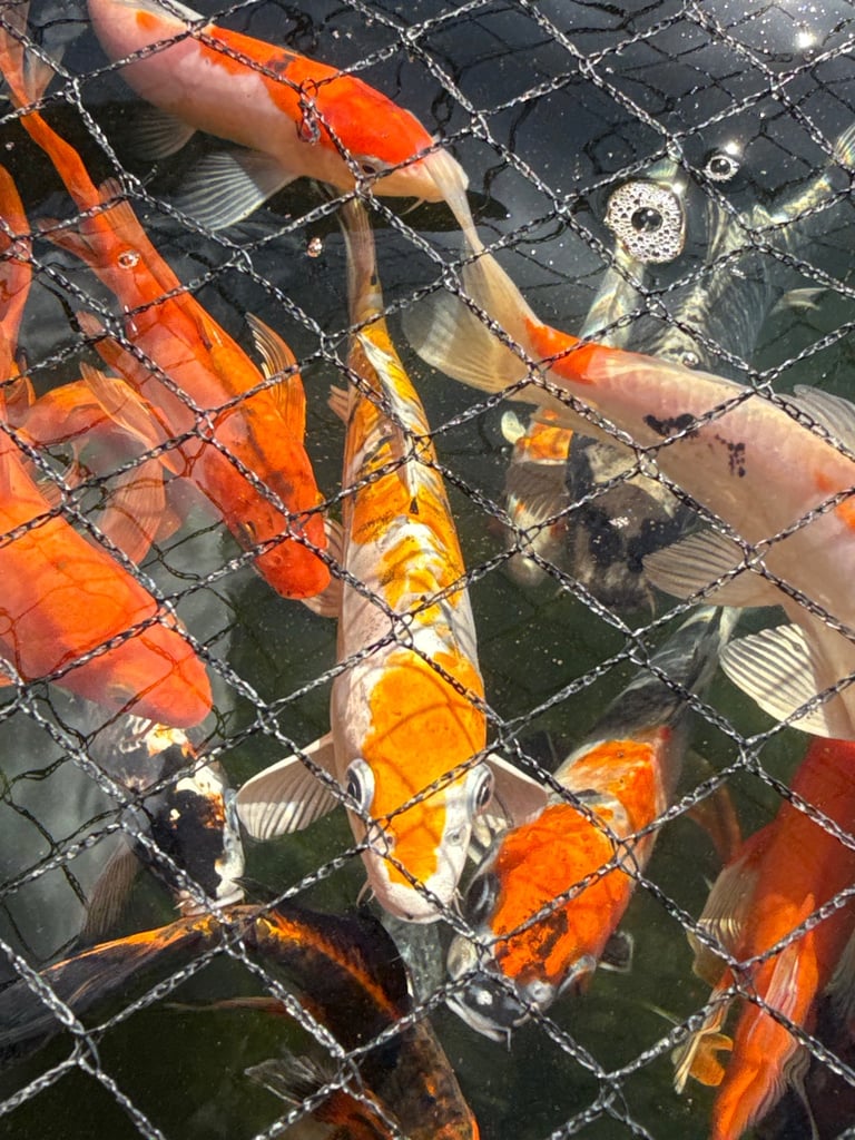 Koi Carp Butterfly Koi Collection from Crewe