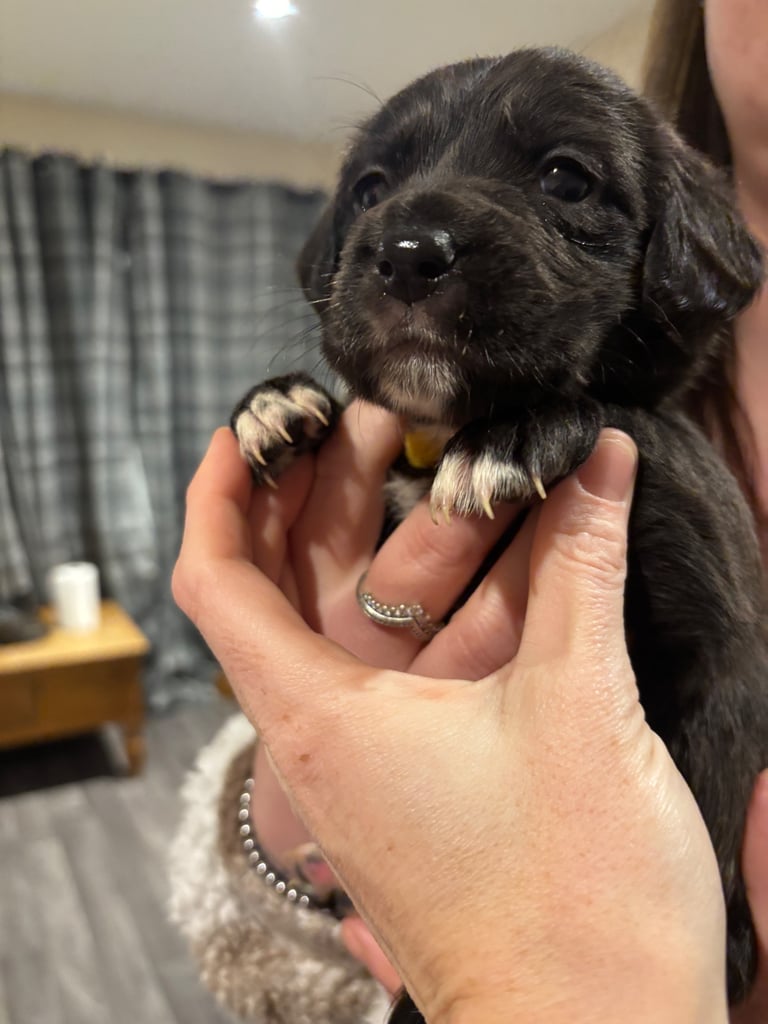 Lab/cockapoo puppies for sale