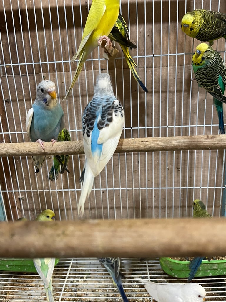 Budgies BW/Split BW